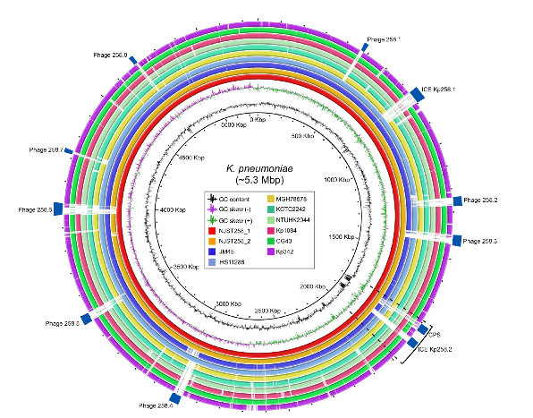 NIH Scientists Track Evolution of K. Pneumoniae