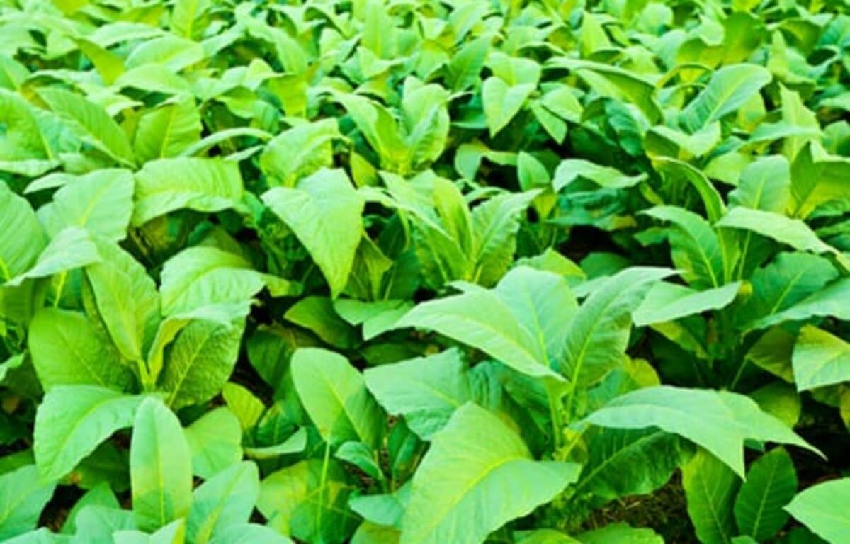 national tribal tobacco conference Traditional Tobacco Stories| Traditional Tobacco