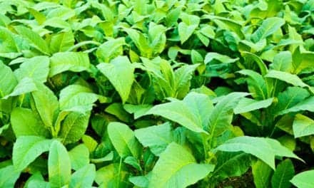 Tobacco Could Potentially Fight Infectious Diseases