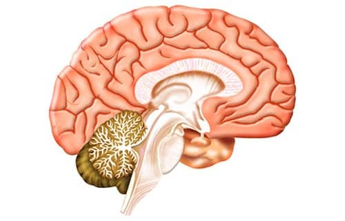 Researchers Isolate Process that Damages Lungs of Donors with Traumatic Brain Injury