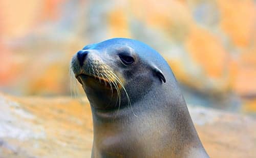 Avian Flu in Seals Could Infect Humans