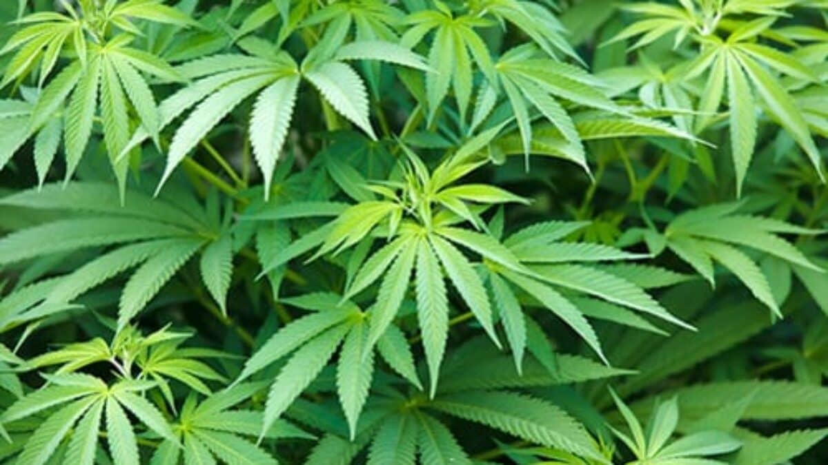 Secondhand Marijuana Smoke Has Effects Similar to Tobacco Smoke | RT