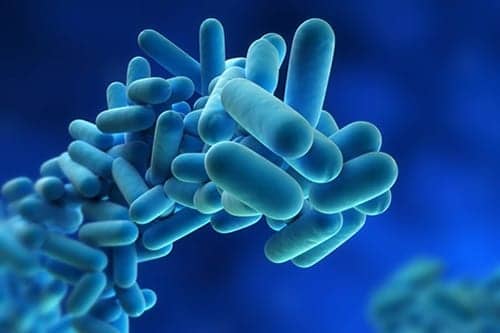 RNA Response Allows Legionnaires Development