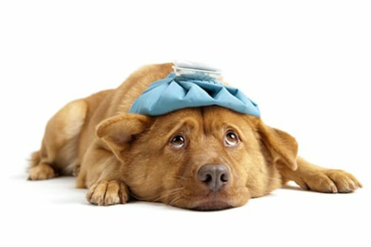 dog tobacco ingestion E-cigarette Liquids Can Be Toxic to Pets