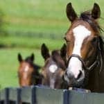 Aerogen Aerosol Technology Used in Equine Care Device
