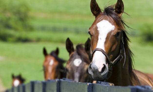 Aerogen Aerosol Technology Used in Equine Care Device