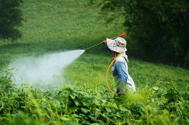 Common Pesticides Linked to Allergic, Non-allergic Wheeze