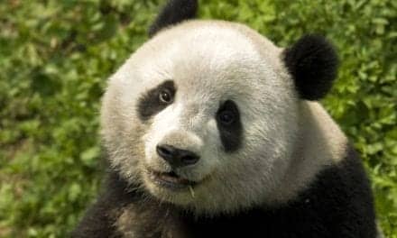 Dräger Incubators Support Atlanta Zoo’s New Giant Panda Cubs