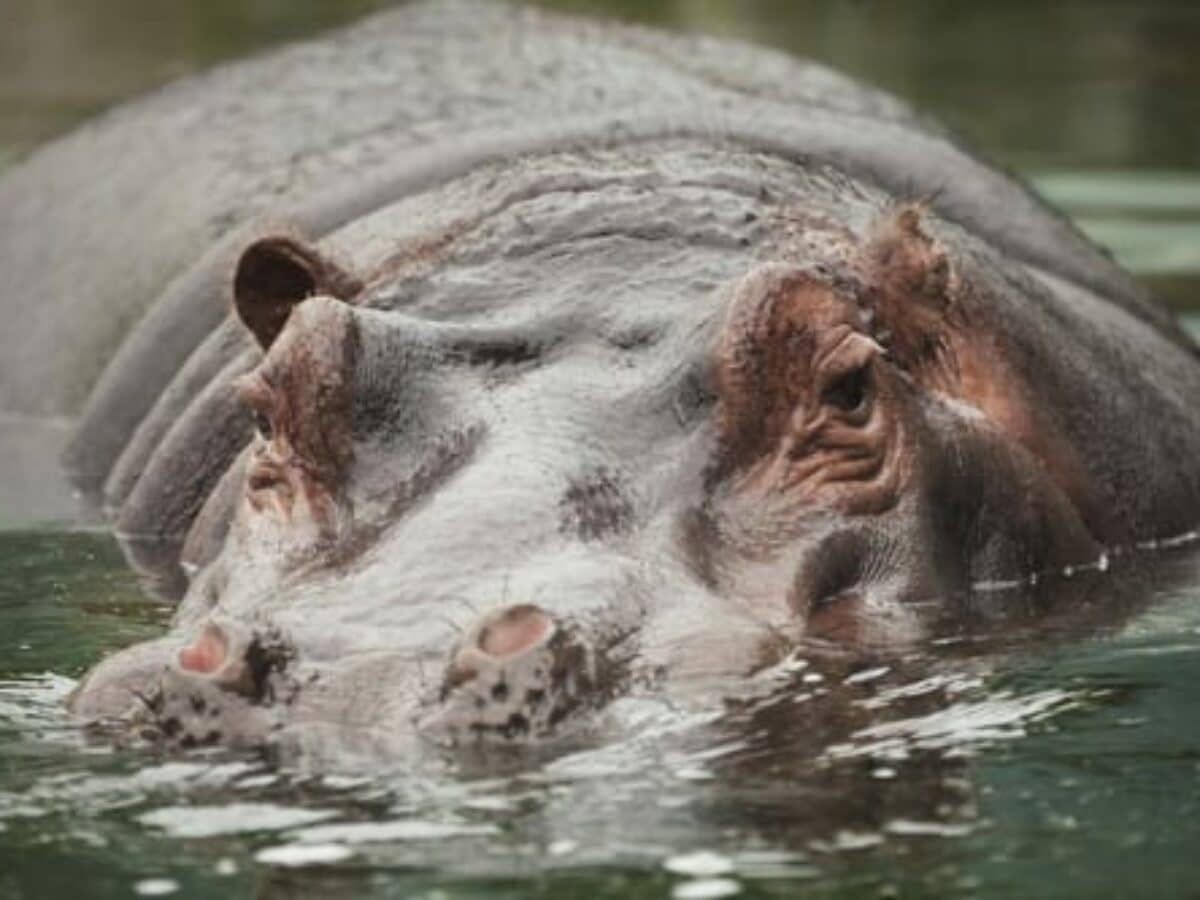 Hippo Meat Caused 2011 Anthrax Outbreak in Zambia | RT