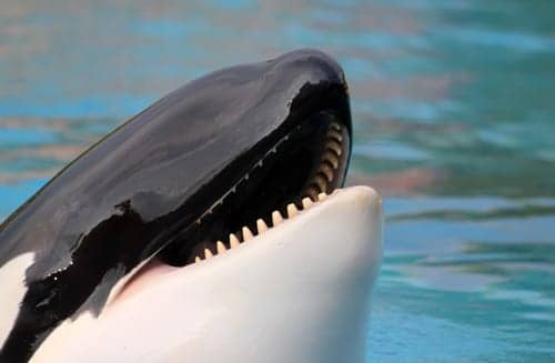 Respiratory Infection Kills Another SeaWorld Orca