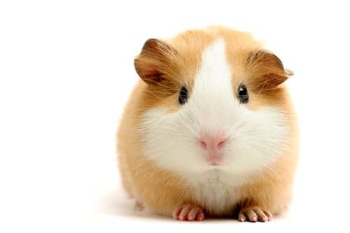 Are Pet Guinea Pigs Spreading Pneumonia?