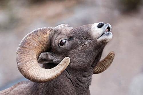 Beware the Coughing Sheep of Zion National Park