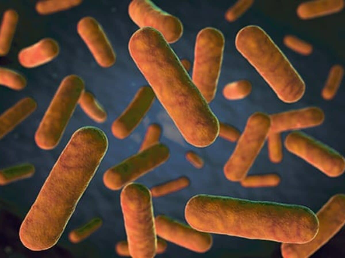 Bacteria-518-1200x900.jpg