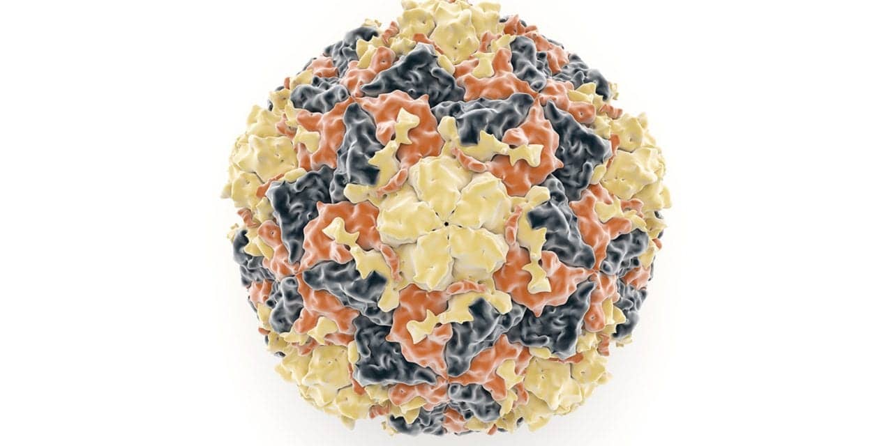 Rhinovirus an Ally Against Influenza