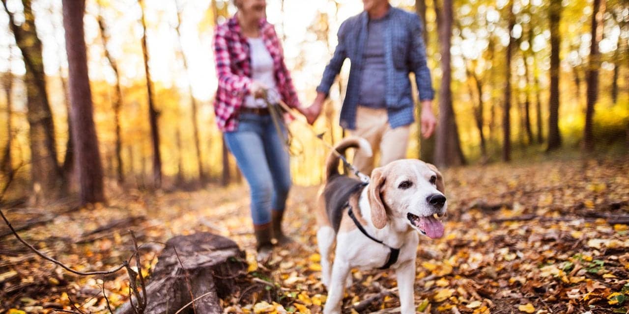 Dog Owners Had Better Outcomes After Cardiovascular Events