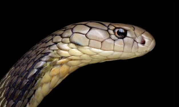 Ai Finds Hundreds of Potential Antibiotics in Snake, Spider Venom