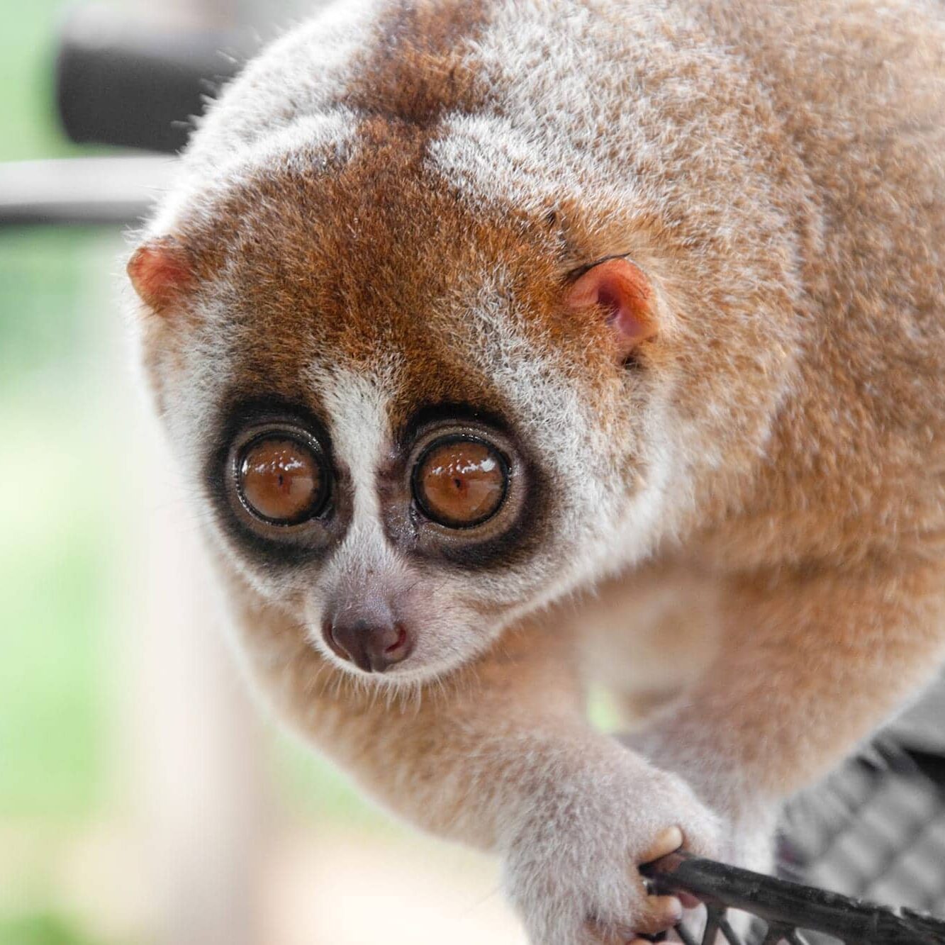Slow Loris Poison Glands