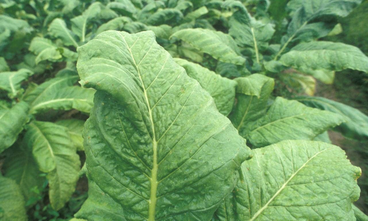 Tobacco Production in Africa Rises