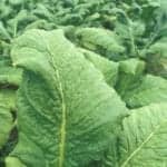 Tobacco Production in Africa Rises