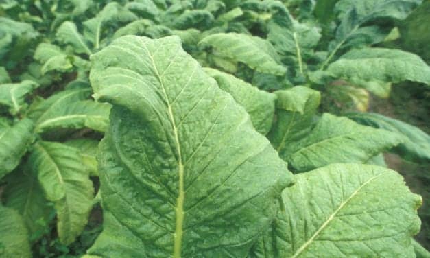 Tobacco Production in Africa Rises