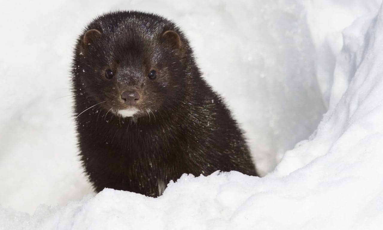 Avian Flu Going Unchecked on Utah Mink Farm