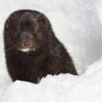 Avian Flu Going Unchecked on Utah Mink Farm