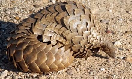 Pangolins Played a Role in Coronavirus Transmission to Humans