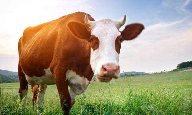 How Growing Up On Farms Protects From Childhood Asthma