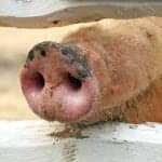 First Human Swine Flu A(H1N2)v Case Identified in China