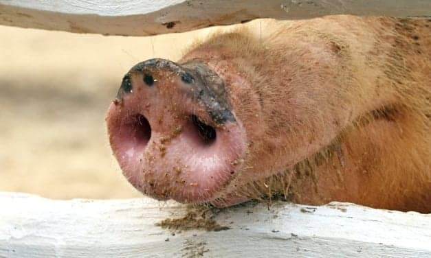 First Human Swine Flu A(H1N2)v Case Identified in China