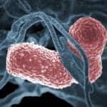 Prior Antibiotic Exposure Linked to Increased Hospital-Onset Antimicrobial Resistant Infections During Pandemic