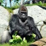 animals-gorilla-2k-150x150.jpg