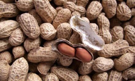 Researchers Discover Potential Way to Block Peanut Allergy Anaphylaxis