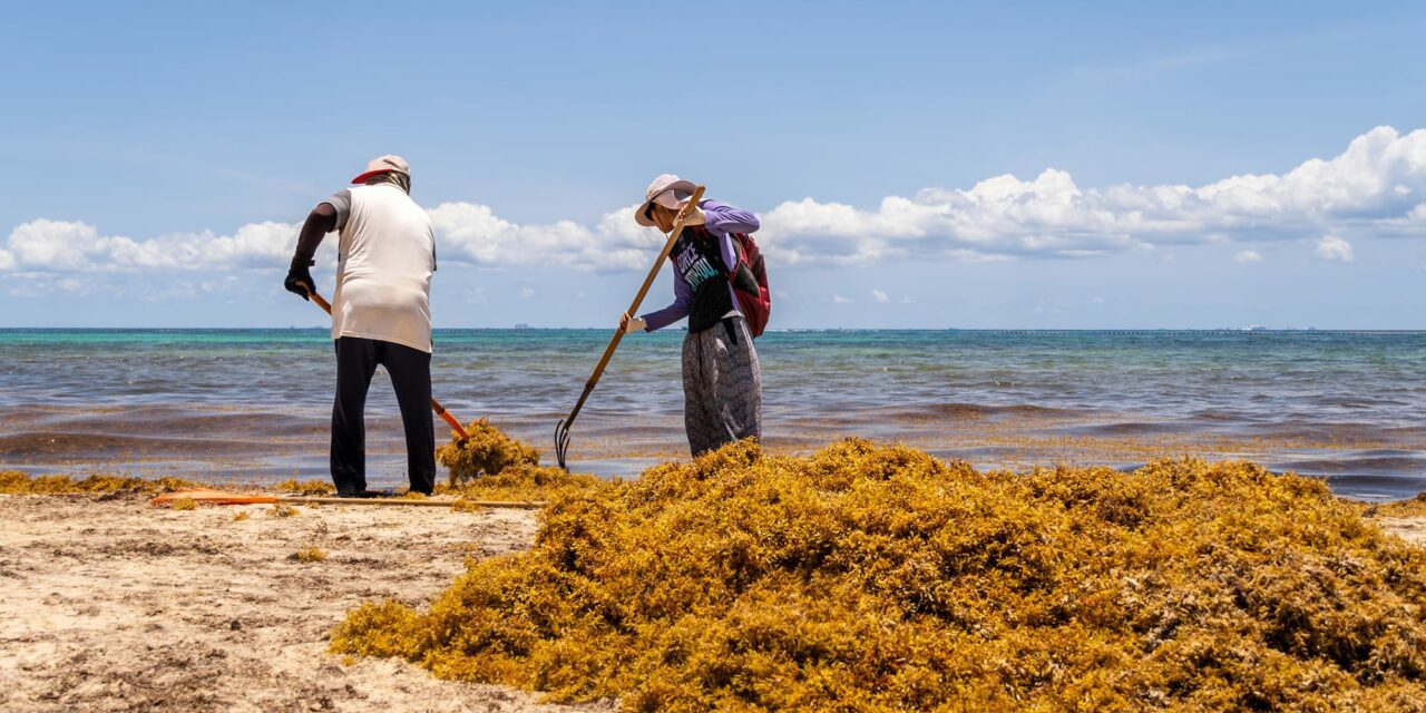 Massive Seaweed Bloom May Trigger Respiratory Symptoms