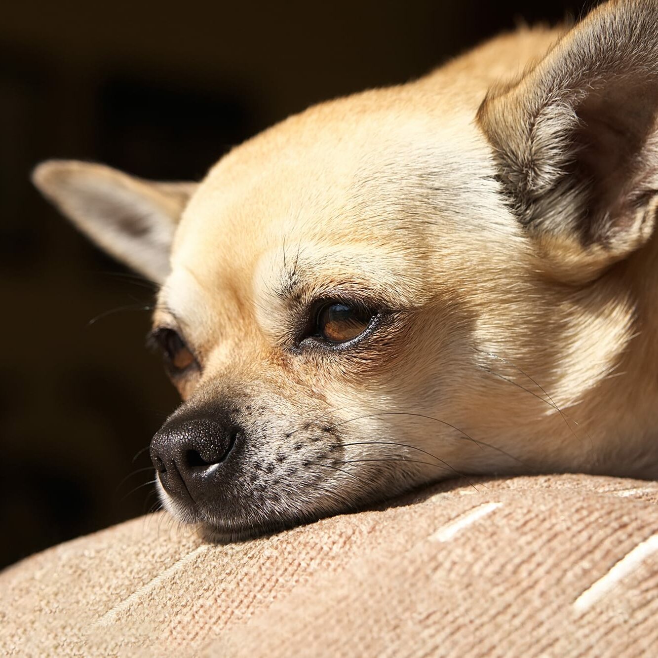 Potential Pandemics: Canine Coronavirus, Influenza D | RT