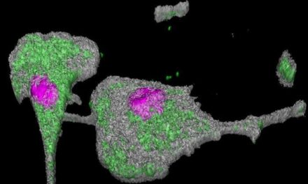 SARS-CoV-2 Found Lingering in Lungs Long After Infection