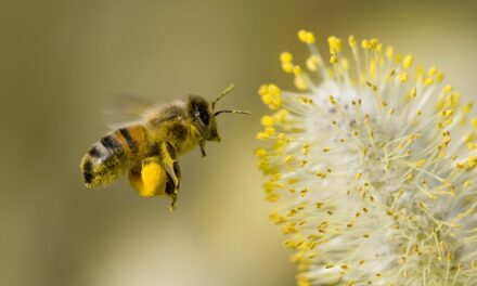 High Pollen Seasons Linked to Significant Increase in Suicide Risk
