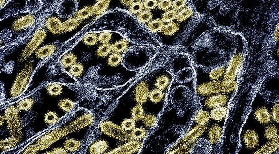 H5N1 Avian Flu Mutating to Infiltrate Human Cells