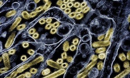 H5N1 Avian Flu Mutating to Infiltrate Human Cells
