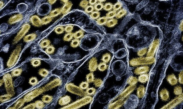H5N1 Avian Flu Mutating to Infiltrate Human Cells