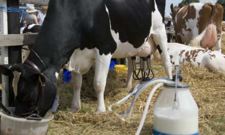 Raw Milk from H5N1 Cows Infects Mice