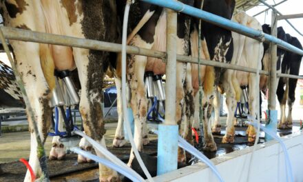 Bird Flu Virus in Milk Persists on Dairy Equipment, Study Finds