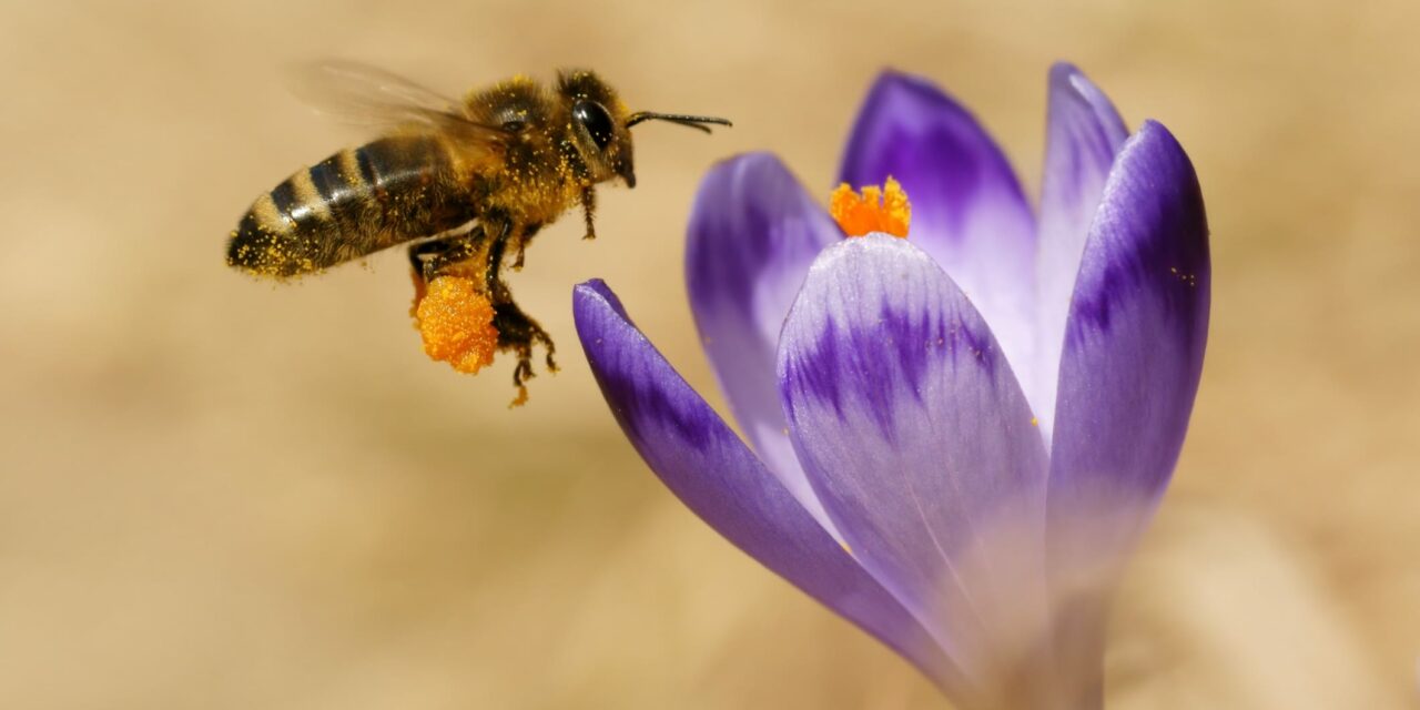 Honeybees Can Sniff Out Lung Cancer
