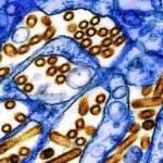 Biosensor Can Detect Airborne Bird Flu in Under Five Minutes