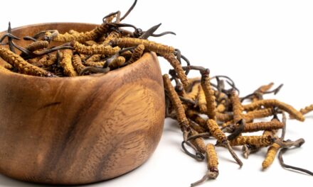 Chinese Medicinal Fungus Alleviates Idiopathic Pulmonary Fibrosis in Mice