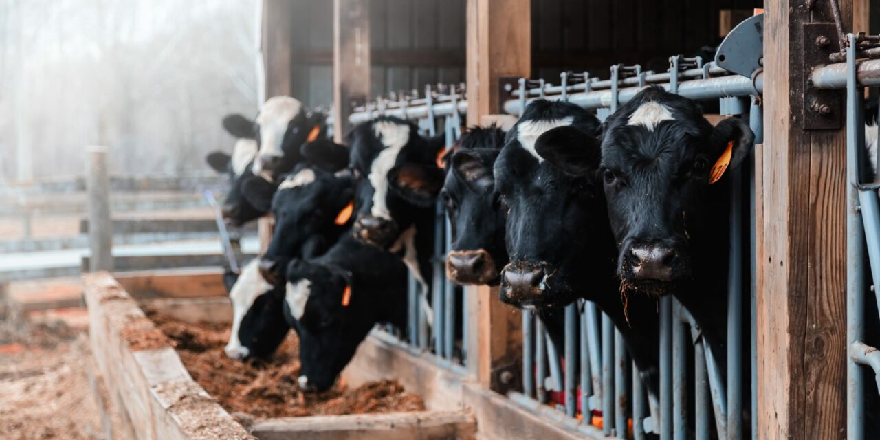 Fourth US Case of Bird Flu in Humans Detected, CDC Reports
