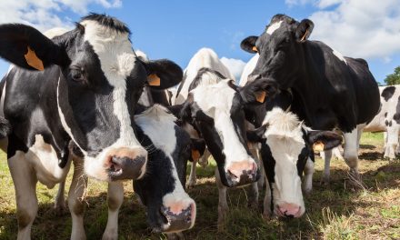 Avian Flu Has Infected Dairy Cows in More Than a Dozen States – a Microbiologist Explains How the Virus Is Spreading