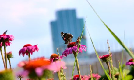 Allergy Sensitization to Pollens and Molds on the Rise 