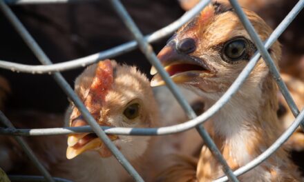 Trump Administration’s Halt of CDC’s Weekly Scientific Report Stalls Bird Flu Studies