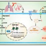 Study Uncovers Driver of Endothelial Dysfunction in Sepsis-Induced ARDS